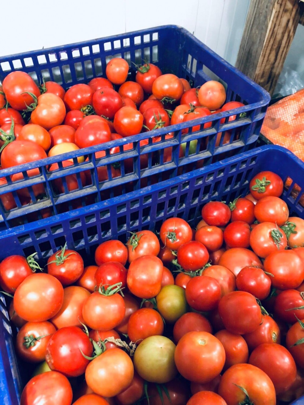 עגבניות ישראליות