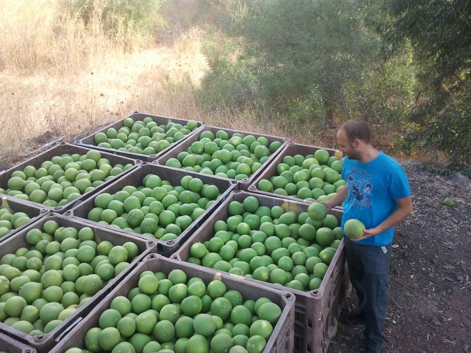 בקטיף אשכוליות