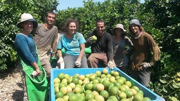 העובדים שלנו והמיכל שקטפו